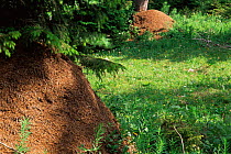 Wood ant nests from supercolony of 1500 interconnected nests {Formica paralugubris} Jura mountains, Switzerland