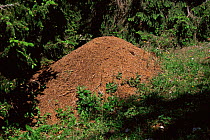 Wood ant nest {Formica paralugubris} Jura mountains, Switzerland