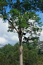 Giant honey bee nests {Apis dorsata} in {Compassia sp} tree, Sabah, Borneo, Indonesia