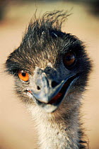 Emu portrait {Dromaius novaehollandiae} New South Wales, Australia