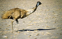 Emu running {Dromaius novaehollandiae} New South Wales, Australia