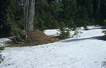 Wood ant nest in snow {Formica paralugubris} heat from the mound melts the surrounding snow, Jura Mountains, Switzerland
