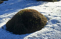 Wood ant nest in snow {Formica paralugubris} heat from the mound melts the surrounding snow, Jura Mountains, Switzerland