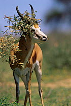 Male Springbok, horns covered in vegetation during rut {Antidorcas marsupialis} Kgalagadi Transfrontier NP, South Africa