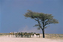 Herd of Springbok {Antidorcas marsupialis} in desert with sand storm behind, Kgalagadi Transfrontier NP, South Africa
