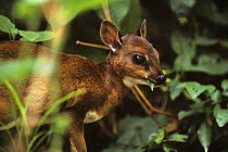 Bate's pygmy / dwarf antelope {Neotragus batesi}  Epulu, Ituri Rainforest Reserve, Dem Rep Congo