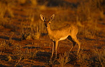 Steenbok {Raphicerus campestris} male, Kalahari Gemsbok NP, South Africa