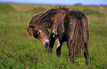 Exmoor pony shedding its winter coat {Equus caballus} Exmoor, Devon, UK