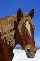 Belgian horse in snow {Equus caballus}, Colorado, USA