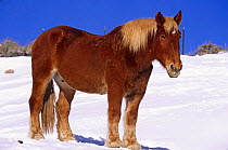 Belgian horse in snow {Equus caballus} Colorado, USA