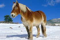 Belgian horse in snow {Equus caballus} Colorado, USA