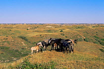 Herd of American wild horses / mustangs {Equus caballus} Badlands, North Dakota, USA