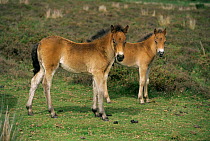 Two Exmoor pony foals {Equus caballus} Exmoor NP, Devon, UK