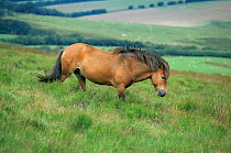 Exmoor pony {Equus caballus} Exmoor NP, Devon, UK