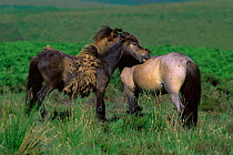 Exmoor ponies {Equus caballus} mutual grooming and shedding winter coat, Exmoor NP, Devon, UK