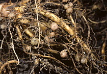 Nitrogen fixing nodules on roots of leguminous plant, caused by Bacterium {Rhizobium sp} UK