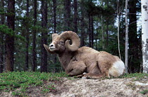 Rocky mountain Bighorn sheep {Ovis canadensis} ram resting, Jasper NP, Alberta, USA