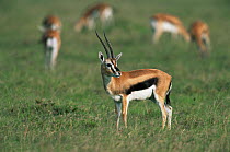 Male Thomson's gazelle {Gazella thomsoni} Masai Mara GR, Kenya