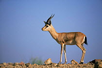 Indian gazelle / Chinkara {Gazella bennetti} Rajasthan, India