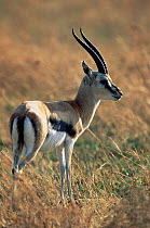 Thomson's gazelle, male {Gazella thomsoni} Serengeti NP, Tanzania