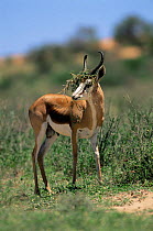 Springbok {Antidorcas marsupialis} with vegetation on horns in rut, Kgalagadi Transfrontier NP, South Africa