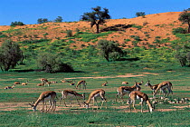 Springbok {Antidorcas marsupialis} herd grazing, Kgalagadi Transfrontier NP, South Africa