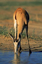 Springbok {Antidorcas marsupialis} female drinking, Kalahari Gemsbok NP, South Africa