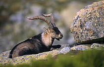 Gredos ibex {Capra pyrenaica victoriae} male, Sierra de Gredos, Spain