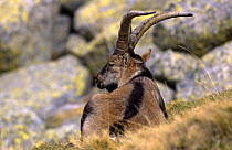 Gredos ibex {Capra pyrenaica victoriae} male, Sierra de Gredos, Spain