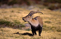 Gredos ibex {Capra pyrenaica victoriae} ram with flehmen reponse, Sierra de Gredos, Spain