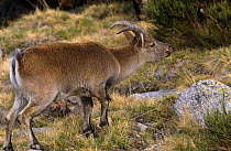 Gredos ibex {Capra pyrenaica victoriae} ram with erect penis, Sierra de Gredos, Spain