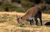 Gredos ibex {Capra pyrenaica victoriae} female grazing, Sierra de Gredos, Spain