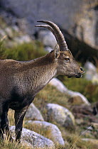 Gredos ibex {Capra pyrenaica victoriae} ram, Sierra de Gredos, Spain