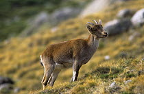 Gredos ibex {Capra pyrenaica victoriae} female, Sierra de Gredos, Spain, endangered