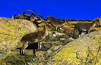Gredos ibex {Capra pyrenaica victoriae} females running being chased by rams, Sierra de Gredos, Spain, Endangered