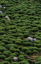 {Cytysus purgans} habitat of the endangered Gredos ibex, Sierra de Gredos, Spain
