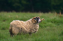 Domestic sheep, Black faced tup / ram {Ovis aries} Aviemore, Scotland, UK