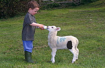 Josh Gardener, aged 3, bottle feeding orphan lamb {Ovis aries} Gloucestershire, UK