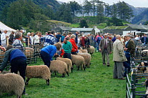 Domestic sheep {Ovis aries} at Borrowdale Show, Cumbria, UK