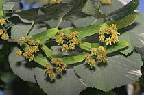 Leaves and flowers of Small leaved lime tree (Tilia cordata) Spain