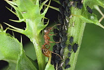 Red ant {Myrmica rubra} collecting honeydew from Black aphids, Lancashire, UK