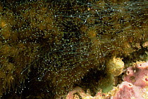 Soft coral feeding at night with extended sweeper polyps, Gato Island Marine Reserve, Cebu Island, Philippines