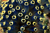 Tunicates / Sea squirts {Clavelina robusta} Gato Island Marine Reserve, Cebu Island, Philippines