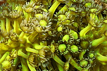 Polyps of Daisy coral {Goniopora sp} Gato Island Marine Reserve, Cebu Island, Philippines