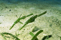 Pair of Robust ghost pipefish {Solenostomus cyanopterus} mimicing seagrass, Mabul Island, Sabah, Malaysia