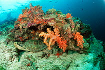Green turtle {Chelonia mydas} sleeping on coral reef, Celebes Sea, Sipadan Island, Borneo, Malaysia