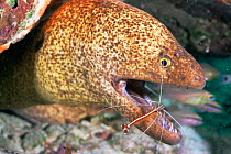 Yellow edged moray eel {Gymnothorax flavimarginatus} being cleaned by Humpback cleaner shrimp {Lysmata amboinensis} Mabul, Borneo, Malaysia