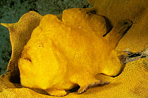 Giant frogfish {Antennarius commerson} camouflaged on yellow sponge, Mabul Island, Sabah, Celebes Sea, Borneo, Malaysia