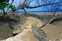 Green turtle {Chelonia mydas} covering nest after laying eggs in sand, Selingaan Island, Sabah, Borneo, Malaysia