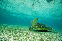 Green turtle {Chelonia mydas} feeding on seagrass in shallow waters, Sipadan Island, Sabah, Borneo, Malaysia